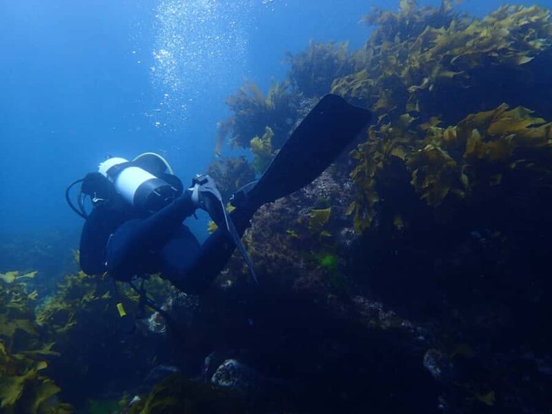Guided Shore Dive Tour for Certified Divers - Authentic Experiences & Reviews