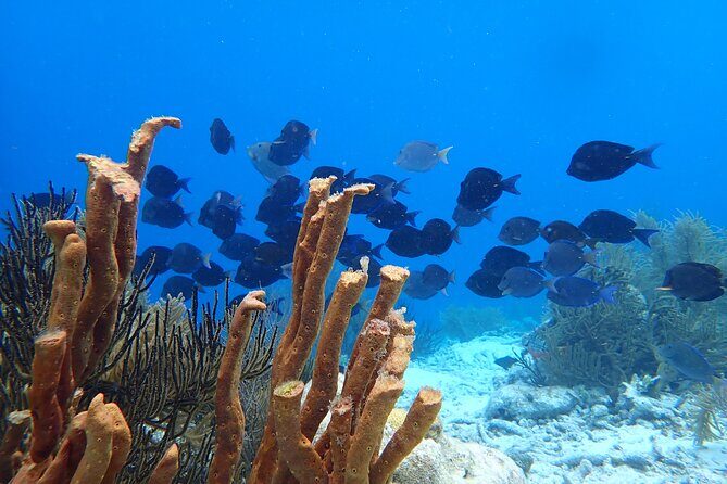 guided Shore Diving in Bonaire Marine Park with 2 Dives - Pricing and Value