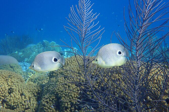 guided Shore Diving in Bonaire Marine Park with 2 Dives - Final Thoughts