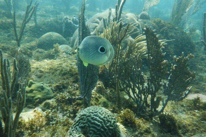 Guided Shore Diving Tour - FAQ