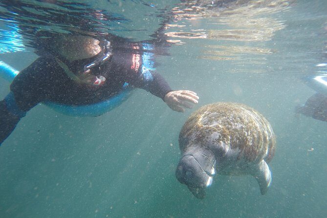 Guided Small Group Manatee Snorkeling Tour with In-Water Photographer - Introduction