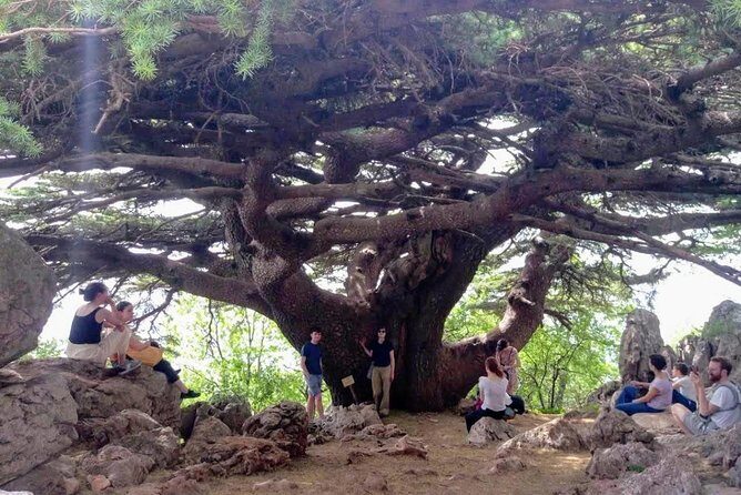 Guided Small-Group Tour to Qadisha, Bcharee & Cedars with Lunch - Authenticity and Local Flavor