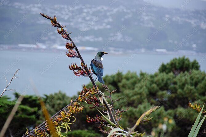 Guided Small Group Walking Tour in Wellington - The Sum Up