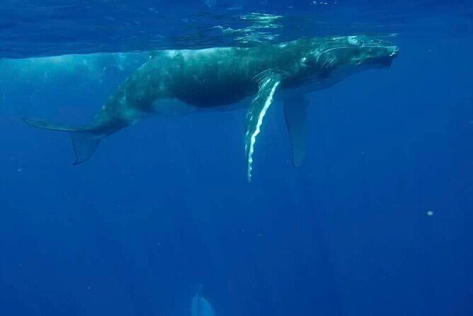 Guided Small Group Whale Watching and Swim Tour Tahiti - What to Expect from the Whale Watching and Swim Tour in Tahiti