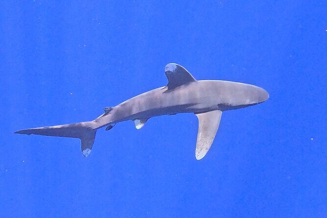 Guided Small Group Whale Watching and Swim Tour Tahiti - FAQs