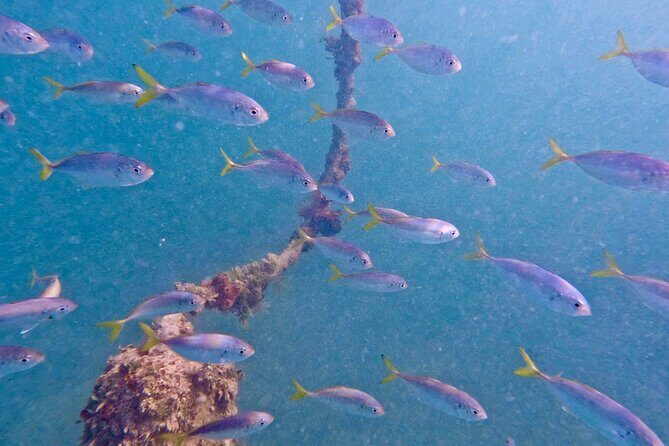 Guided Snorkel Experience, Free Videos in West Palm Beach - Key Points