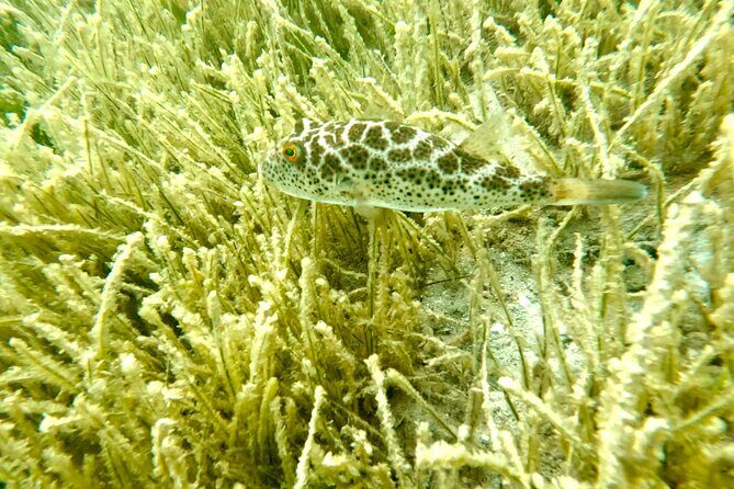 Guided Snorkel Experience, Free Videos in West Palm Beach - FAQ