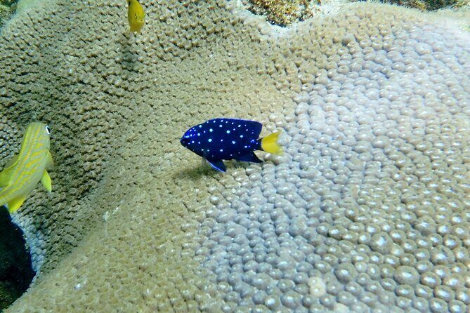 Guided Snorkel Experience in Fort Lauderdale - An in-depth look at what you can expect