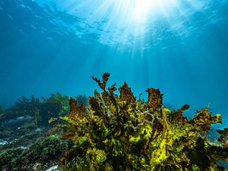 Guided Snorkel Tour at Australias most iconic beach - What to Expect from the Tour