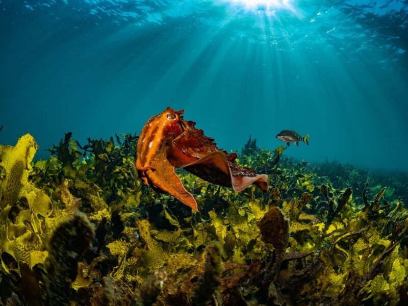Guided Snorkel Tour at Australias most iconic beach - Practical Details and Considerations