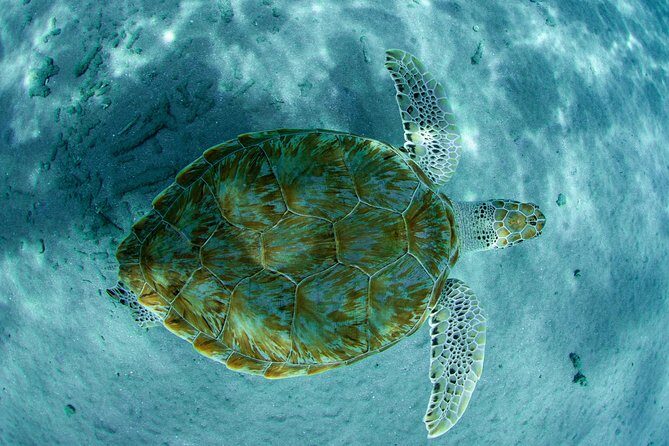 Guided Snorkel Tour at the Best Reef from shore on Curacao - Blue Bay Beach - Key Points