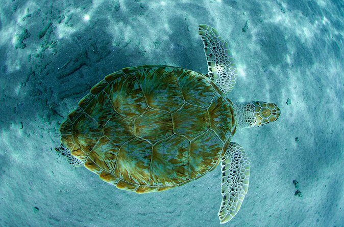 Guided Snorkel Tour at the Best Reef from shore on Curacao - Blue Bay Beach - Final Thoughts