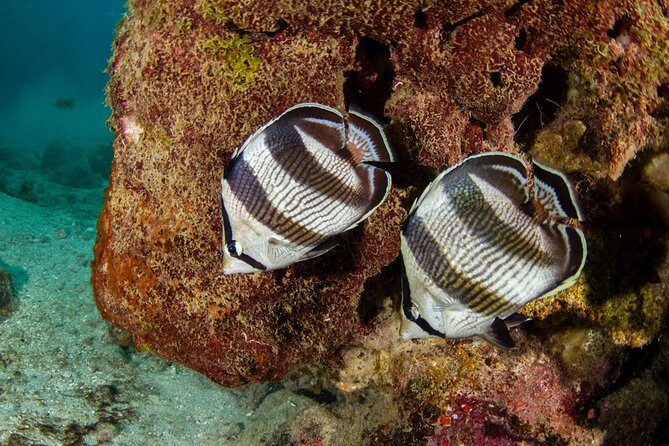 Guided Snorkel Tour at the Best Reef from shore on Curacao - Blue Bay Beach - FAQs