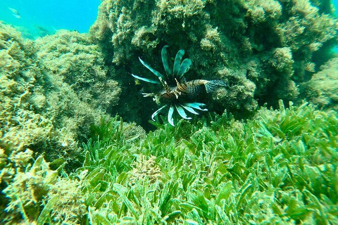 Guided Snorkeling adventure in San Juan - FAQ: Your Questions Answered