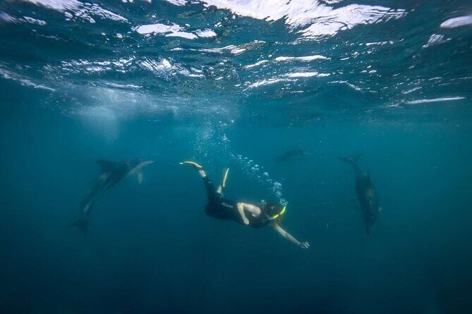 Guided Snorkeling and Island Exploration in Auckland - Authentic Experiences Highlighted by Reviewers