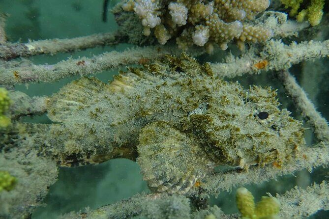Guided Snorkeling and Island Exploration in Auckland - Practical Tips for Future Travelers