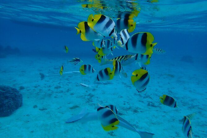 Guided Snorkeling and Relaxation on the Motu Ofetaro in Raiatea - Detailed Breakdown of the Itinerary