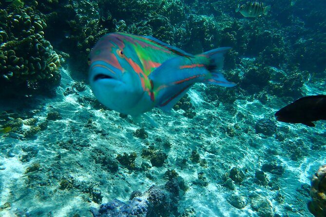 Guided Snorkeling and Relaxation on the Motu Ofetaro in Raiatea - FAQ