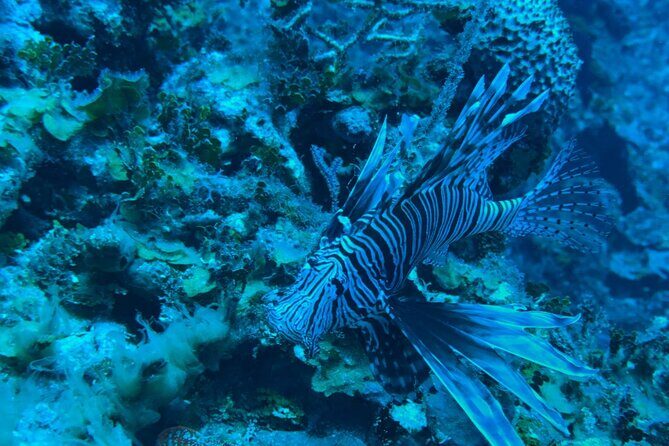 Guided Snorkeling at the Anchor and Cannon Reef in Negril - Who Will Love This Tour?