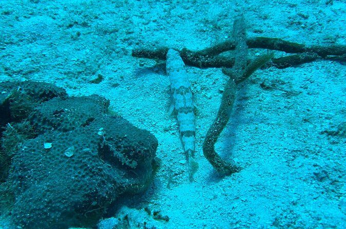 Guided Snorkeling at the Anchor and Cannon Reef in Negril - The Sum Up: Is It Worth It?