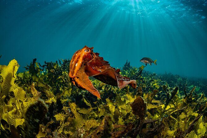 Guided Snorkeling Experience in Bondi - Key Points