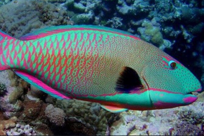 Guided Snorkeling for Beginners with Flotation Wetsuit - Authenticity and Respect for Nature