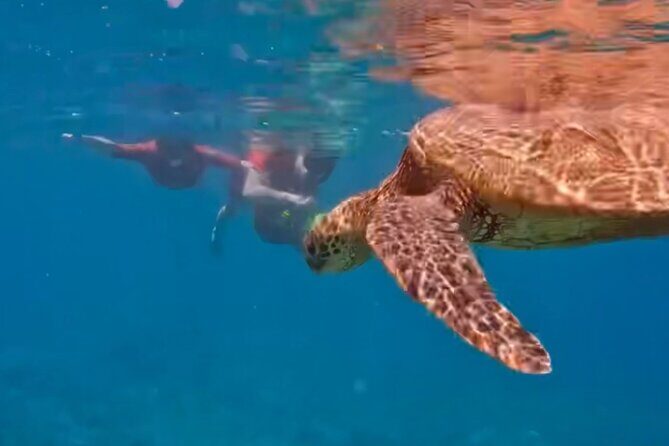 Guided Snorkeling for Beginners with Flotation Wetsuit - Pricing and Value