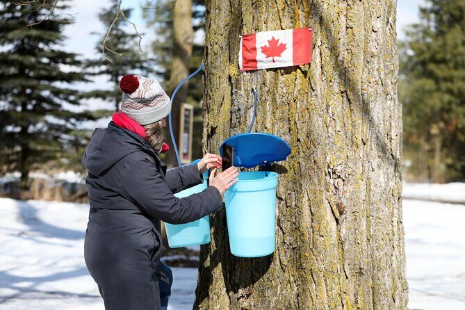 Guided Sugar Bush Tour and Beer Tasting from Toronto - A Deep Dive into the Tour Experience