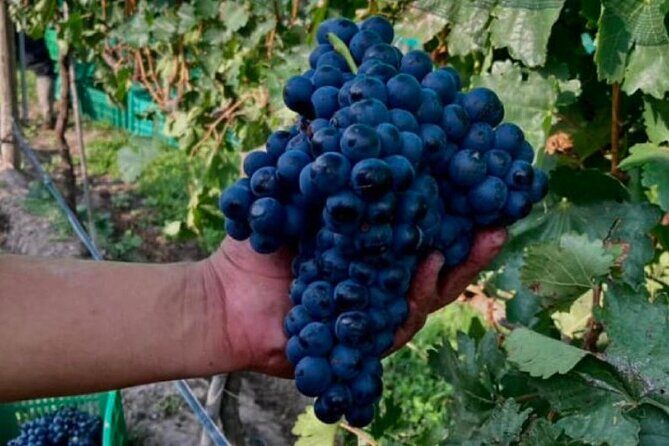 Guided tour and tasting of 4 wines at Viñedo Dos Búhos - Authenticity and Enthusiasm Make a Difference