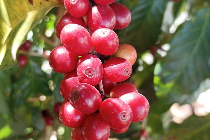 Guided Tour Coatepec Coffee Tour - Who Would Enjoy This Tour?