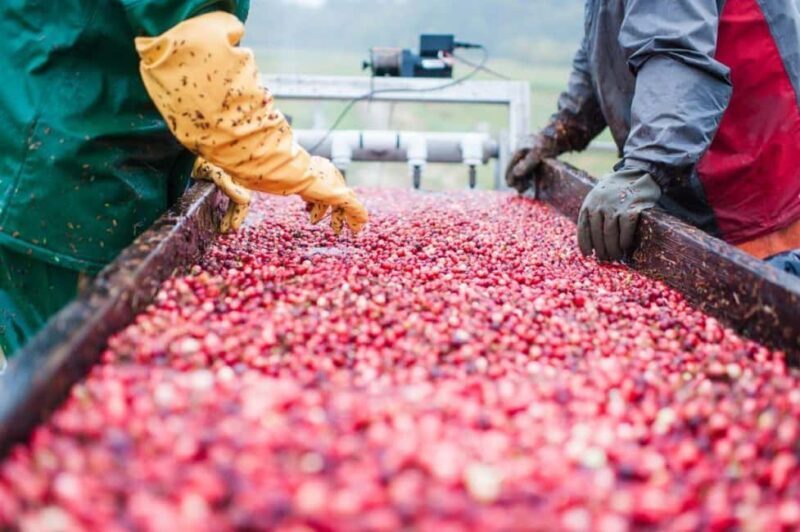 Guided Tour of a Local New England Cranberry Farm - Embarking on the Cranberry Farm Tour: What to Expect