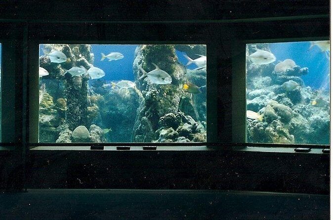 Guided Tour of Coral World Ocean Park & Happy Hour - Who Will Love This Tour?