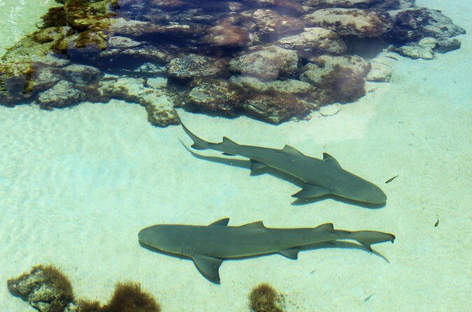 Guided Tour of Coral World Ocean Park & Happy Hour - Final Thoughts: Is It Worth It?