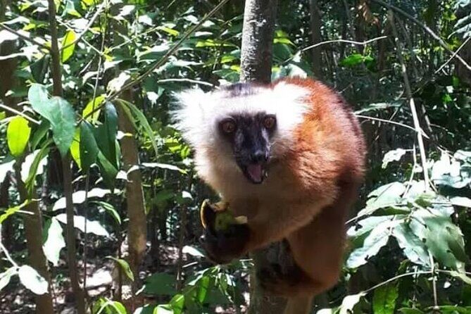 Guided tour of the Nosy Komba and Nosy Tanikely Islands - The Sum Up