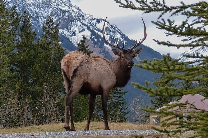 Guided Tour to Banff Highlights & Wildlife With Gondola Admission - Starting Point and Transportation