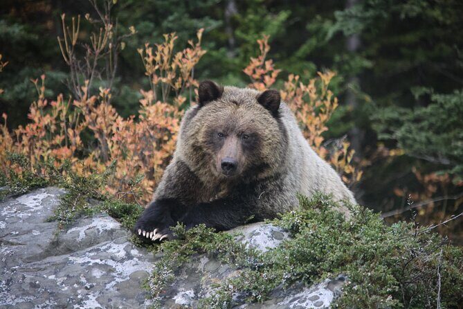 Guided Tour to Banff Highlights & Wildlife With Gondola Admission - The Scenic Stops and Their Charm