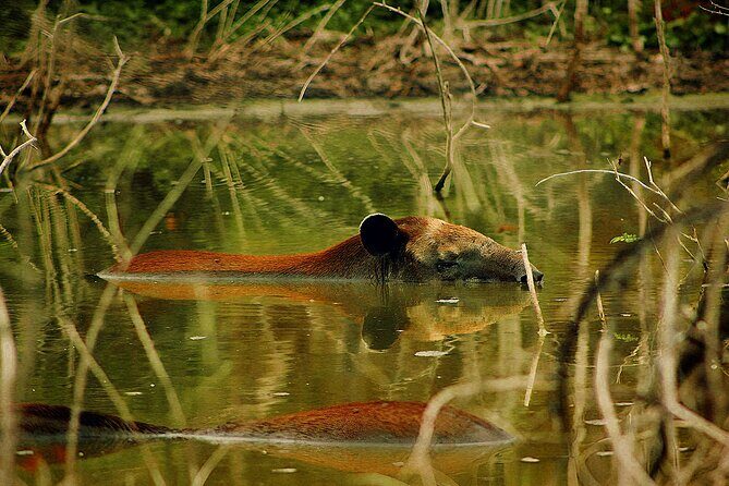 Guided Tour to Calakmul and Jungle Trail | From Bacalar. - Final Thoughts
