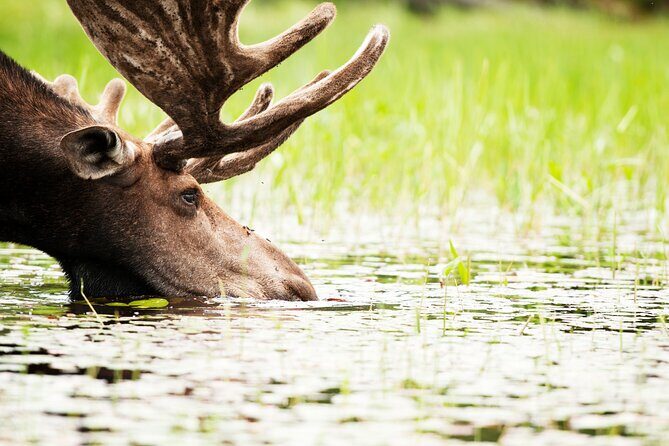Guided Tours Algonquin Park - Key Points
