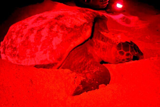 Guided turtle tour in a group in Boa Vista - Who Should Consider This Tour?