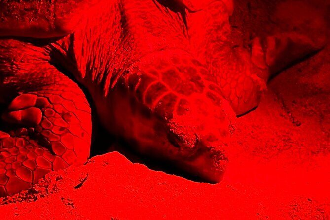 Guided turtle tour in a group in Boa Vista - FAQs