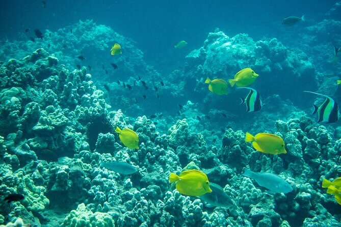 Guided Turtle Town Snorkeling Tour with Underwater Photos - FAQ