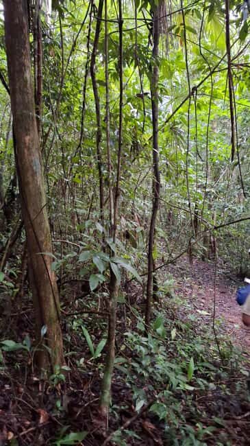 Guided visit in the Palenque jungle (Palenque National Park) - Key Points