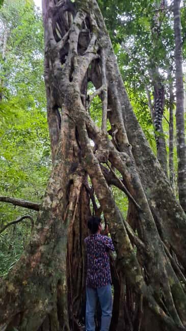 Guided visit in the Palenque jungle (Palenque National Park) - Authentic Feedback from Past Participants