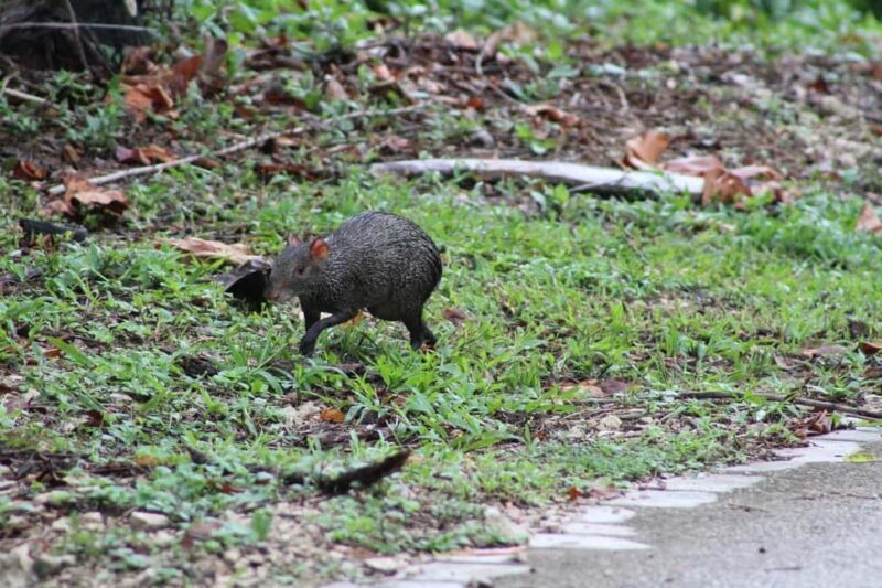 Guided visit in the Palenque jungle (Palenque National Park) - Who Will Love This Tour?