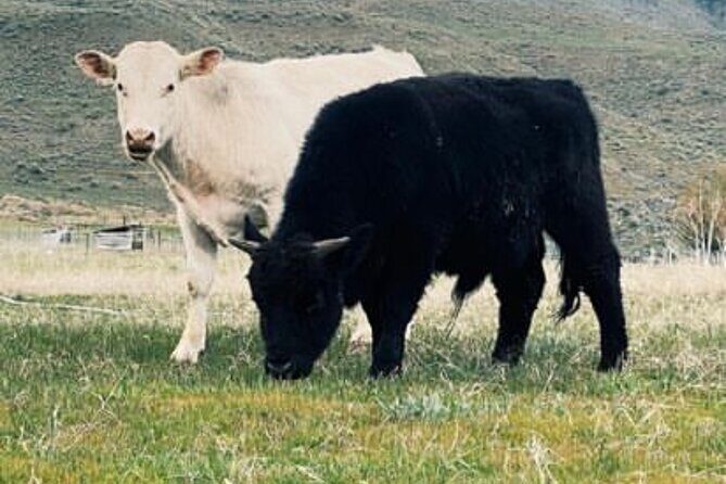 Guided Walking Tour of Methow Meadows and Meet the Animals - Exploring Methow Meadows: A Practical Guide