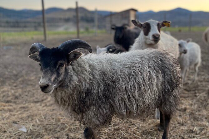 Guided Walking Tour of Methow Meadows and Meet the Animals - FAQ
