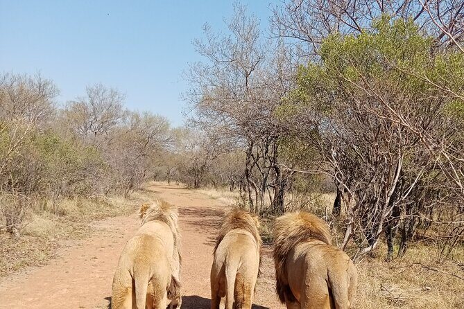 Guided Walking with Lions Bush-walk Tour - Key Points