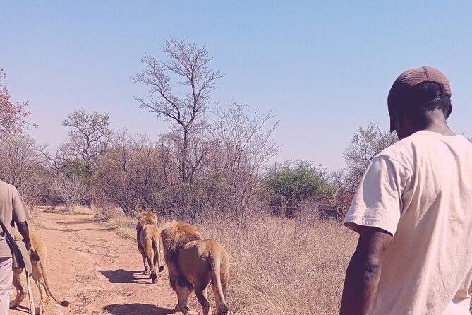 Guided Walking with Lions Bush-walk Tour - An In-Depth Look at the Ukutula Bush-walk Tour