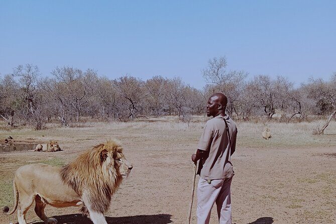 Guided Walking with Lions Bush-walk Tour - The Sum Up: Is This Tour Right for You?