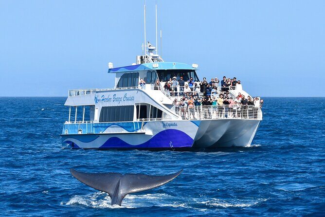Guided Whale Watching Tour from Long Beach - What the Reviews Say